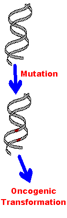 Mutation.gif (2541 bytes)