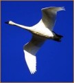 Migratory Tundra Swan