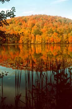 The Pogue and the Mount Tom Forest