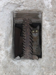 Cat in the hole