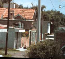 roof_dogs.jpg (9708 bytes)